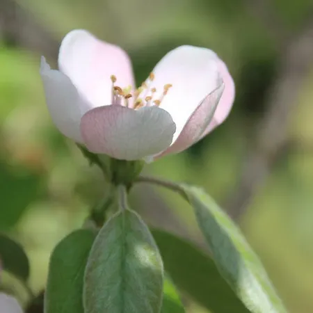 Bed & Breakfast Quinta Luz Do Sol 4*