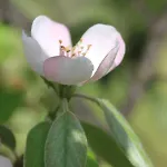לינה וארוחת בוקר Quinta Luz Do Sol 4*